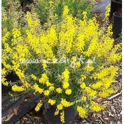 krzewy Żarnowiec wczesny Allgold K25