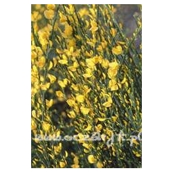 krzewy Żarnowiec wczesny Allgold K25