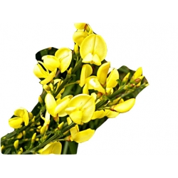 krzewy Żarnowiec żółty K103