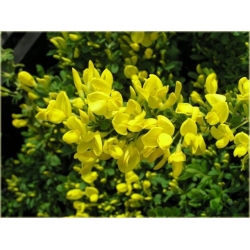 krzewy Żarnowiec żółty K103