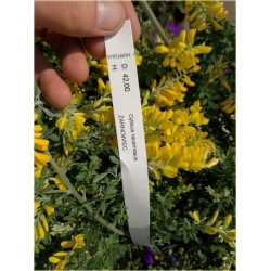 krzewy Żarnowiec żółty K103