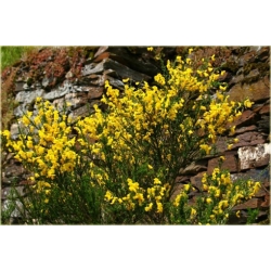 krzewy Żarnowiec żółty K103