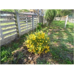 krzewy Żarnowiec żółty K103