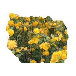 krzewy Złotlin jap Pleniflora K19