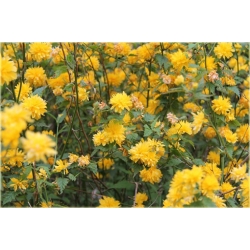 krzewy Złotlin jap Pleniflora K19