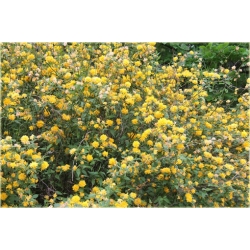 krzewy Złotlin jap Pleniflora K19