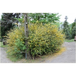 krzewy Złotlin jap Pleniflora K19