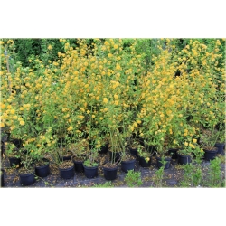 krzewy Złotlin jap Pleniflora K19
