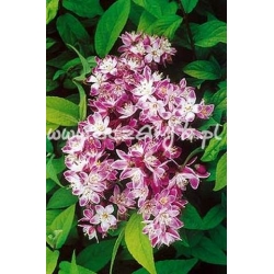 krzewy Żylistek Pink Pom-Pom K1