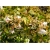 krzewy Abelia wielkokwiatowa K131