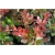 krzewy Berberys Thun Rose Glow K208