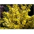 krzewy Berberys Thunberga Aurea K207
