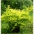 krzewy Berberys Thunberga Aurea K207