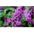 krzewy Budleja Dawida Fascinating K209