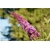 krzewy Budleja Dawida Fascinating K209