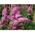 krzewy Budleja Dawida K177