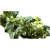 krzewy Bukszpan zielony Aureovariegata K218