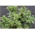 krzewy Bukszpan zielony Aureovariegata K218