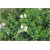 krzewy Dabecja kantabryjska biała K232