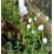krzewy Dabecja kantabryjska biała K232
