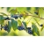 krzewy Dereń jadalny K47