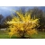 krzewy Forsycja Lynwood Gold K41