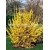 krzewy Forsycja Lynwood Gold K41