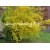 krzewy Forsycja Lynwood Gold K41