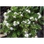 krzewy Hebe bukszpanowata K74