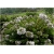 krzewy Hebe bukszpanowata K74