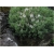 krzewy Hebe Sutherlandii K107