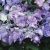 krzewy Hortensja Blaumeise K12