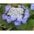 krzewy Hortensja Blaumeise K12