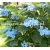 krzewy Hortensja Blaumeise K12