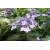 krzewy Hortensja Bluebird K14