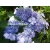 krzewy Hortensja Bluebird K14