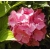 krzewy Hortensja Bouquet Rose K13