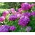 krzewy Hortensja Bouquet Rose K13