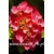 krzewy Hortensja Bouquet Rose K13