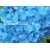 krzewy Hortensja ogrodowa Nikko Blue K17