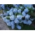 krzewy Hortensja ogrodowa Nikko Blue K17