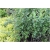 krzewy Irga błyszcząca K156