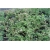 krzewy Irga wierzbolistna K144