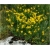 krzewy Janowiec strzałkowaty Genista K83