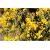 Janowiec włosisty Genista Pilosa