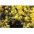 Janowiec włosisty Genista Pilosa