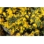 Janowiec włosisty Genista Pilosa