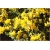 Janowiec włosisty Genista Pilosa