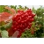 krzewy Kalina czerwona K185