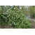 krzewy Kalina koreańska Aurora Viburnum K186